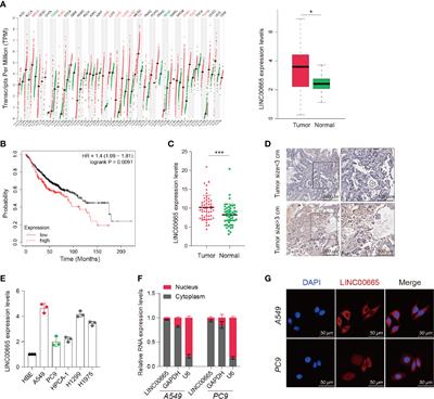 The Long Noncoding RNA LINC00665 Facilitates c-Myc Transcriptional Activity via the miR-195-5p MYCBP Axis to Promote Progression of Lung Adenocarcinoma